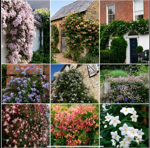Rhs agm scented - agm, evergreen
