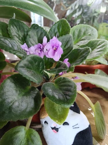 African violet young plant set - plant,