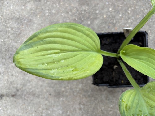 Hosta ambrosia medium - 'ambrosia'.,