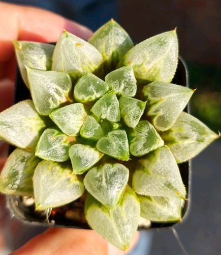 Haworthia love hearts - love,