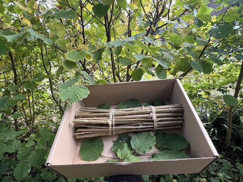 Fresh cut british hazel - fresh, wood