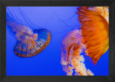 Jellyfish Framed Wall Art