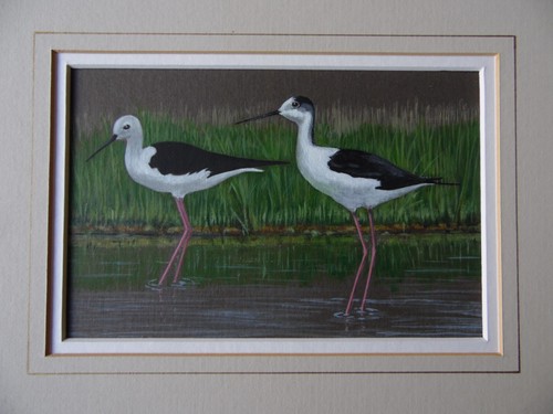 Pair rare black winged - pair,