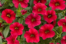 3  X   RED  CALIBRACHOA
