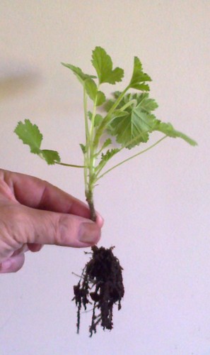 One lemon pelargonium geranium - one,