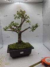 Jade Leaf Succulent Plant 8-10