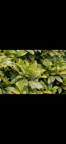 Acuba japonica large - acuba,