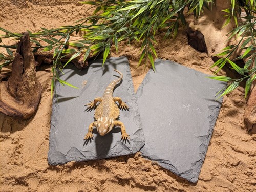 Natural slate basking - slate,