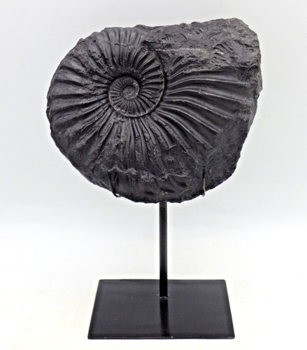 Rare cretaceous black large - rare,