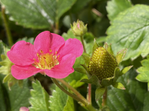 Ruby ann strawberry plants - ann,