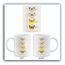 Provence & Sooty Orange Tip -