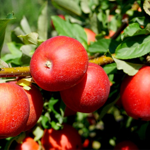 Red devil apple tree 5ft - red,