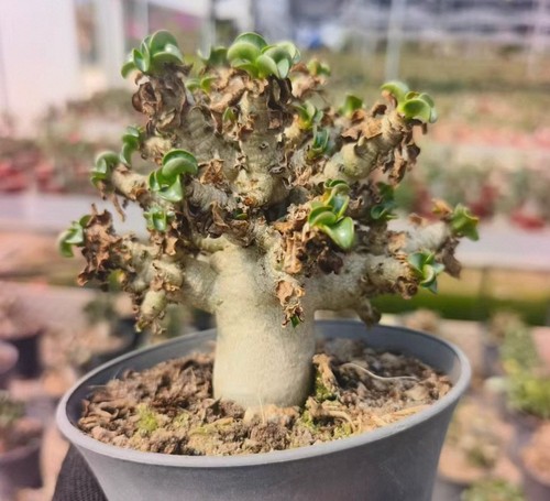 Rare live house plant adenium - rare,