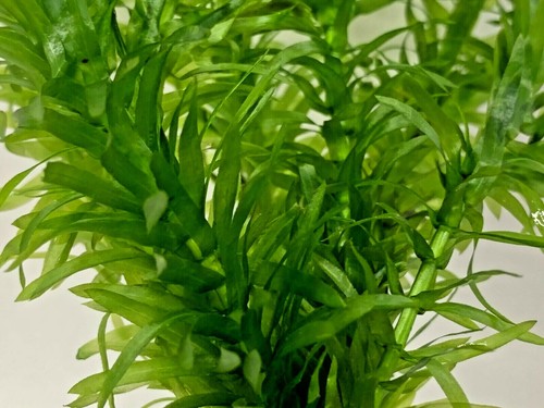Elodea densa stems - densa,