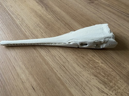 Garfish skull replica 3d - garfish,