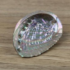 Abalone Shell Natural Large