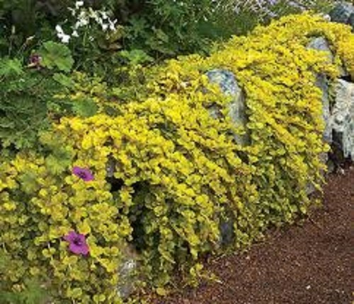 Lysimachia aurea creeping - lysimachia,