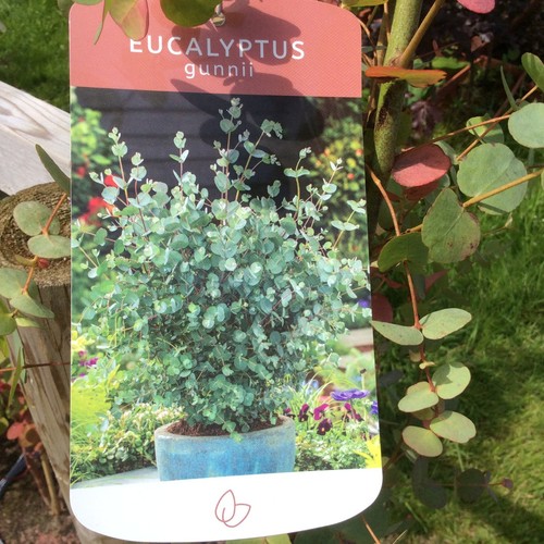 Eucalyptus silver gunnii - silver, 10l