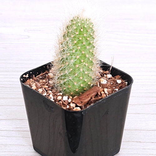 Cactus plant monkey tail - -, 1