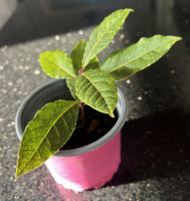 Cooking Herb Bay Tree Plant in 9cm Pot Laurus Nobilis 15cm High 