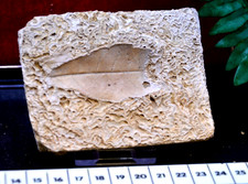 #7 , AMAZING & RARE fossil