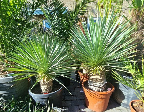 Yucca rostrata hardy 15c - rostrata,