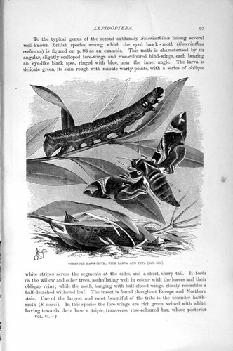 Original old antique - original, print