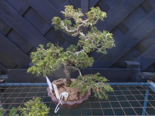 Bonsai japanese itoigawa - (39),