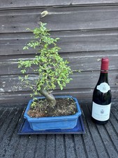 Bonsai Tree Chinese Elm Large