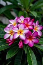 JK 2202XB Plumeria Tahitian Purple Frangipani Seeds Qty 5