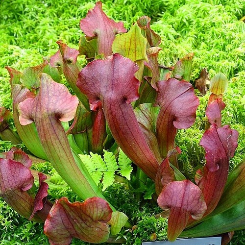 Sarracenia purpurea rare - sarracenia,