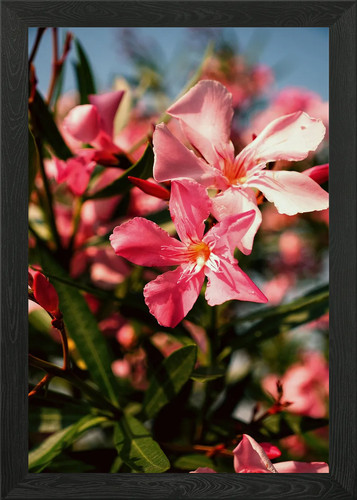 Pink oleander flowers bloom - pink,