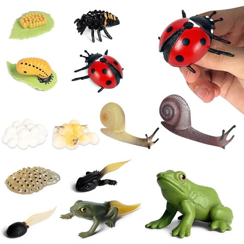 Insect life cycle - cycle, toys