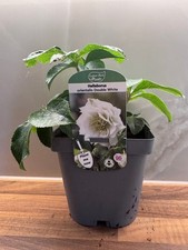 Hellebore Double White 2L
