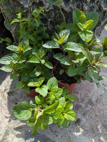 Five mint plants aromatic - plants,