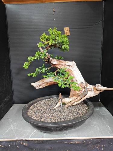 Tanuki needle juniper - needle, bonsai