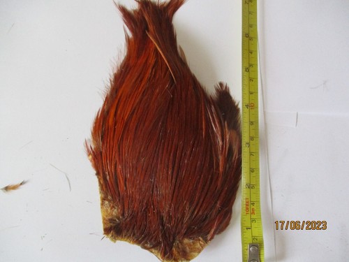 Brown indian cock cape necks - indian,