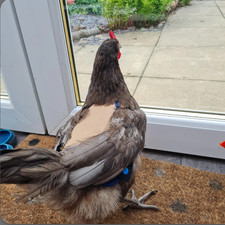 Chicken Saddle Apron | Hen Back Protector | Waterproof Canvas Poultry Guard