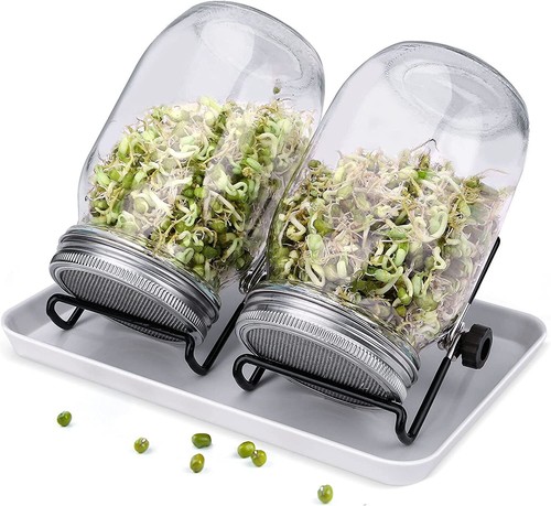 Sprouting mason jars seed - sprouting, jars,