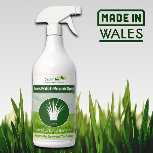 Green grass paint - paint, for
