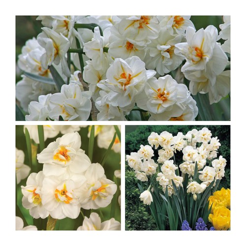 Sir winston churchill - churchill, daffodil