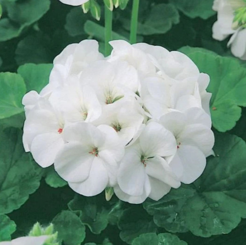 Geranium pelargonium zonale - pelargonium,
