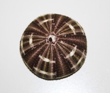 Tropical Sea urchin (AF11)