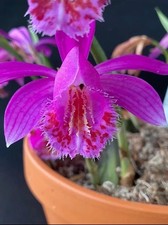 Pleione (Himalayan/Windowsill