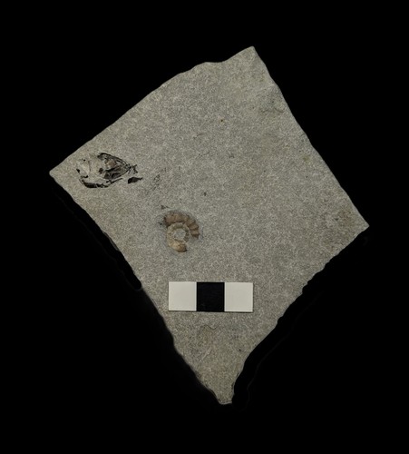 Unprepared ammonite fossil - , and