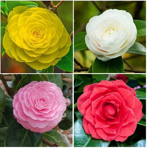 Rare camellia japonica flower - camellia,