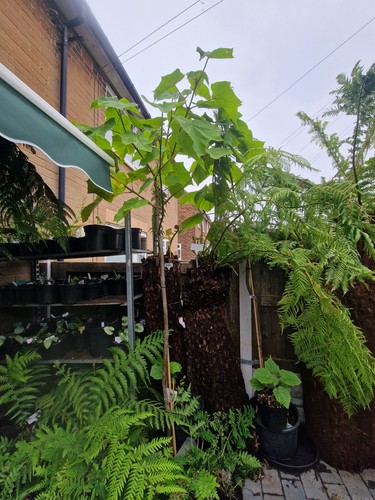 6ft plus paulownia tormensota - plus,