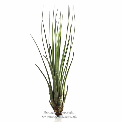 Tillandsia juncea air plant - tillandsia,