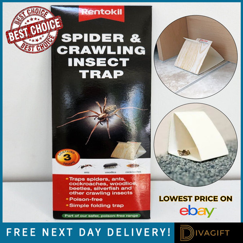 Rentokil spider glue traps for - spider,