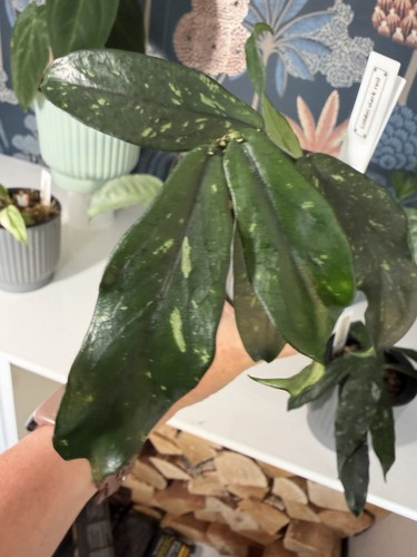 Hoya lobbii dark red plant - lobbii,